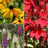 Garden Ready Perennial Bundle -Garden Bulbs Store 410173