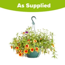 'Fruit Salad' Pre-Planted Basket -Garden Bulbs Store 450013 3