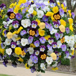 Preplanted 'Pansy Cool Wave' Hanging Basket