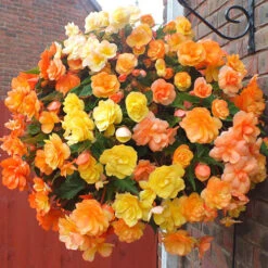 'Apricot Shades' Preplanted Basket