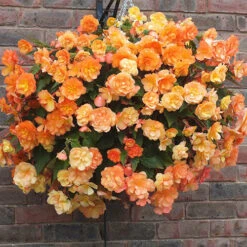 'Apricot Shades' Preplanted Basket -Garden Bulbs Store 450042 2