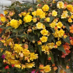 'Apricot Shades' Preplanted Basket -Garden Bulbs Store 450042 5