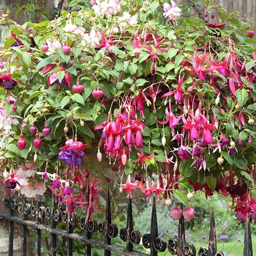 Pre-planted Basket Jumbo Fuchsia Mixed 4 Pre-planted Basket Jumbo Fuchsia Mixed - Image 2