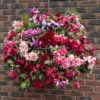 Premium Pre-planted Fuchsia Trailing Rattan Basket 1 Premium Pre-planted Fuchsia Trailing Rattan Basket -Garden Bulbs Store 450145