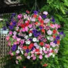 Premium Pre-planted Petunia Union Jack Rattan Basket -Garden Bulbs Store 450146