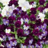 Preplanted 'Cool Wave Berries & Cream' Hanging Basket