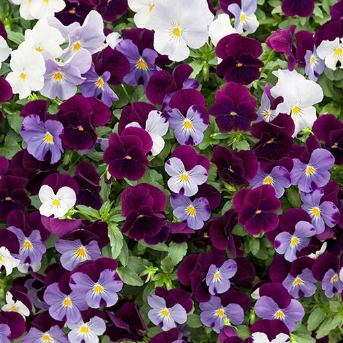 Preplanted 'Cool Wave Berries & Cream' Rattan Basket 4 Preplanted 'Cool Wave Berries & Cream' Rattan Basket - Image 2