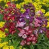 Hardy Penstemon Collection -Garden Bulbs Store 480044