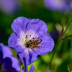 Hardy Geranium 'Rozanne' - RHS Plant Of The Centenary -Garden Bulbs Store 480120 2