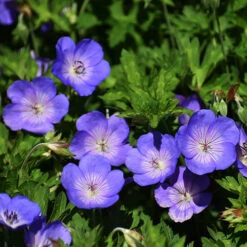 Hardy Geranium 'Rozanne' - RHS Plant Of The Centenary -Garden Bulbs Store 480120 4