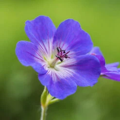 Hardy Geranium 'Rozanne' - RHS Plant Of The Centenary -Garden Bulbs Store 480120 5