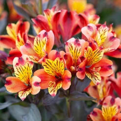 Hardy Alstroemeria 'Indian Summer'