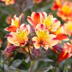 Hardy Alstroemeria 'Indian Summer' -Garden Bulbs Store 480255 3