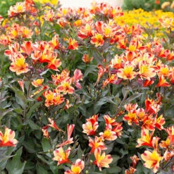 Hardy Alstroemeria 'Indian Summer' -Garden Bulbs Store 480255 4