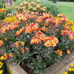 Hardy Alstroemeria 'Indian Summer' -Garden Bulbs Store 480255 5
