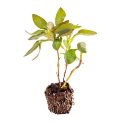 Hardy Alstroemeria 'Indian Summer' -Garden Bulbs Store 480255 6