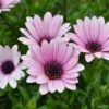 Hardy Osteospermum 'Sennen Sunrise' 1 Hardy Osteospermum 'Sennen Sunrise' -Garden Bulbs Store 480559