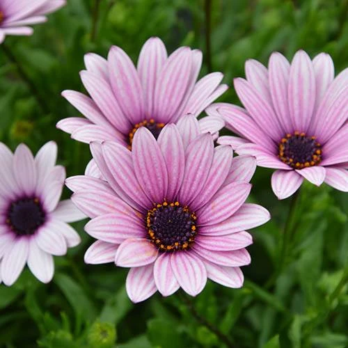 Hardy Osteospermum 'Sennen Sunrise' 3 Hardy Osteospermum 'Sennen Sunrise'