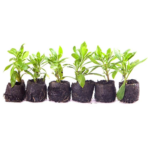 Hardy Osteospermum 'Sennen Sunrise' 5 Hardy Osteospermum 'Sennen Sunrise' - Image 3