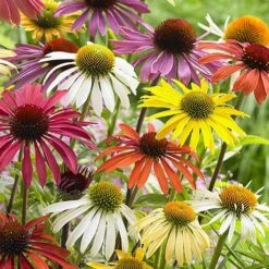 Echinacea 'Cheyenne Spirit' -Garden Bulbs Store 480567 2