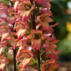 Foxglove Digitalis 'Illumination Flame' -Garden Bulbs Store 480579 1