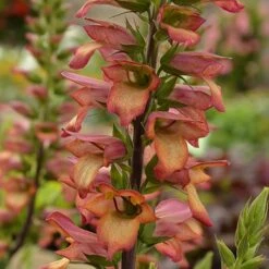 Foxglove Digitalis 'Illumination Flame' -Garden Bulbs Store 480579 3