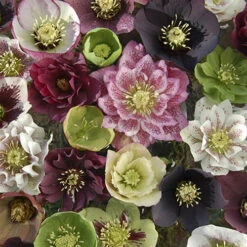 Hellebore 'Hybridisers Mix' -Garden Bulbs Store 480873 2