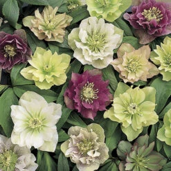 Hellebore 'Hybridisers Mix' -Garden Bulbs Store 480873 5