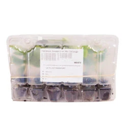 Hellebore 'Hybridisers Mix' -Garden Bulbs Store 480873 6