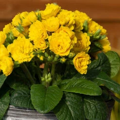 Pollyanna Collection -Garden Bulbs Store 480875 2