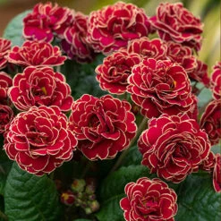 Pollyanna Collection -Garden Bulbs Store 480875 4