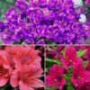Alstroemeria Inticancha Collection -Garden Bulbs Store 480937