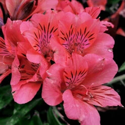 Alstroemeria Inticancha Collection -Garden Bulbs Store 480937 2