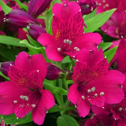 Alstroemeria Inticancha Collection -Garden Bulbs Store 480937 3