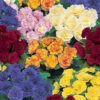 Primula Belarina Mixed 1 Primula Belarina Mixed -Garden Bulbs Store 480954