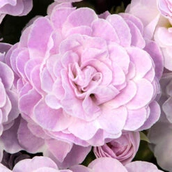 Primula Belarina Mixed -Garden Bulbs Store 480954 4