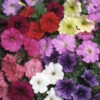 Petunia 'Frenzy' Mix -Garden Bulbs Store 490091