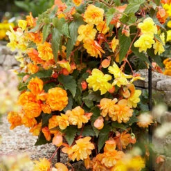 Begonia 'Apricot Shades' Mix