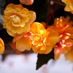 Begonia 'Apricot Shades' Mix -Garden Bulbs Store 490198 3