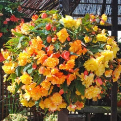 Begonia 'Apricot Shades' Mix -Garden Bulbs Store 490198 4