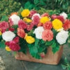 Begonia 'Non Stop' Mix -Garden Bulbs Store 490200