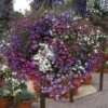 Lobelia 'Fountain Mix' 2 Lobelia 'Fountain Mix' -Garden Bulbs Store 490207