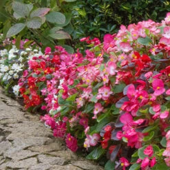 Begonia Sahara 7 Begonia Sahara -Garden Bulbs Store 490232 1