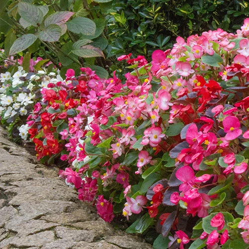 Begonia Sahara 4 Begonia Sahara - Image 2