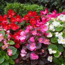 Begonia Sahara 8 Begonia Sahara -Garden Bulbs Store 490232 2