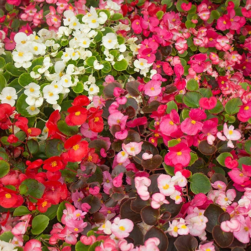 Begonia Sahara 6 Begonia Sahara - Image 4