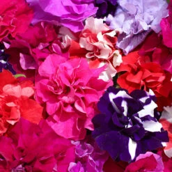 Petunia Bolero 9 Petunia Bolero -Garden Bulbs Store 490235 3