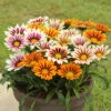 Gazania Firecracker -Garden Bulbs Store 490242