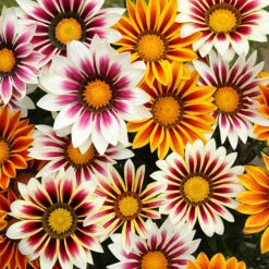Gazania Firecracker -Garden Bulbs Store 490242 1