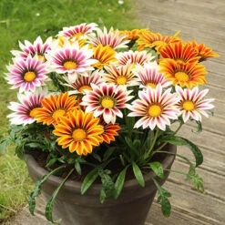 Gazania Firecracker -Garden Bulbs Store 490242 2